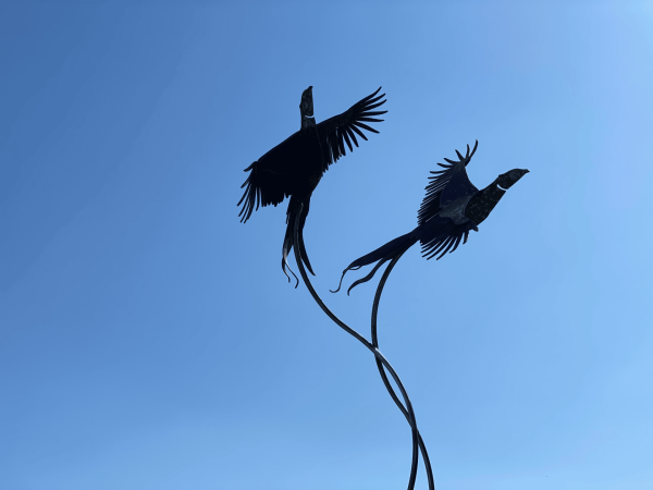 download 5 5 Our LifeSize "Brace of Pheasants" Sculpture   Our Brace of Pheasant's are handcrafted using 5mm thick mild steel, sculptures using hand drawn feather outlines. Inspiration for our pheasants came from watching the pheasant's take off from the bluebell woodland by our studio. We have been lucky enough to have a few cock birds most mornings mooching around the workshop & heading across to see our sculptures.   Approx Diamentions: These will vary for each pair Overall height 250cm <div>Overall width 150cm</div> <div>Overall depth 140cm</div> <div></div> <div>Each Pheasant dimensions -</div> <div>Length 110cm</div> <div>Width 110cm</div> <div>Depth 30cm (including curve in the wings)</div> <div></div> <div>Positioning of pheasant - ideal viewing point - the birds start at 170cm and finish at 250cm height.</div> <div></div> <div>Base is a 50mm x 50mm box frame measuring 1m x 1m - we recommend to be either concreted and bolted done during install to secure the sculpture safely.</div> Suitable for any area. All Enquiries Welcome Worldwide Shipping & Installation Available   We Welcome Studio Visits - By Appointment Only www.elliottoflondon.co.uk info@elliottoflondon.co.uk 01494 758 896