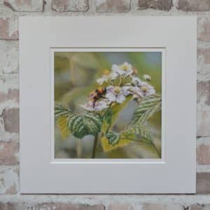 Black, white and orange striped Bumble Bee drinking nectar from a delicate white Bramble or Blackberry flower. Square art blank greetings card.