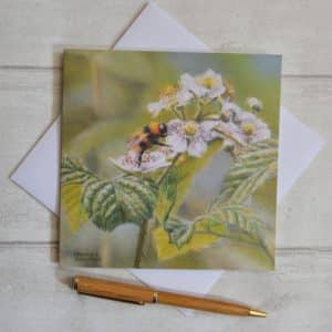 Bumble bee with orange, white and black stripes seeking nectar from the delicate white bramble or blackberry flowers. Square card, blank inside.