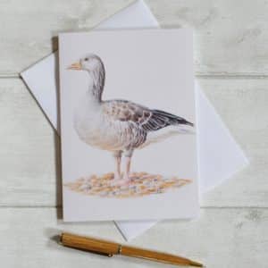 A Grey Lag goose standing proud with a plain pale background. Art card, oblong. Blank inside with envelope.