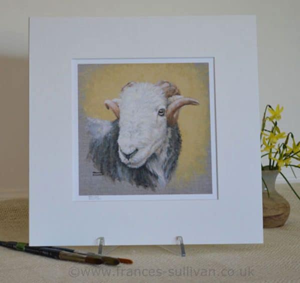 Art print of a Herdwick sheep. Head study in a square pale mount.