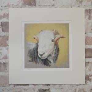 Herdwick Sheep art print. Head with horns in a square pale mount.