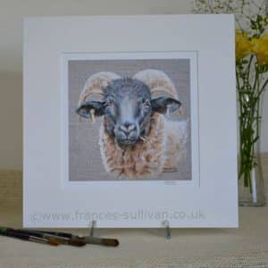 Norfolk Horn sheep head study art print. On grey background in a pale square mount.