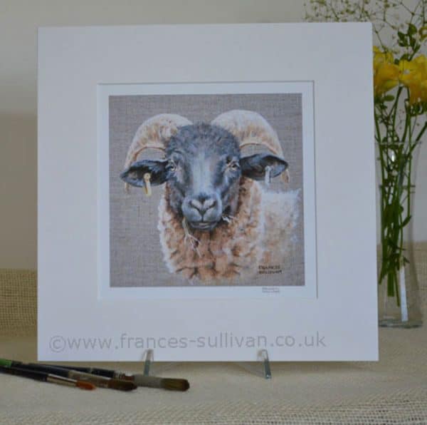 Norfolk Horn sheep head study art print. On grey background in a pale square mount.