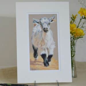 Pygmy or Dwarf Goat kid art print. White and grey goat with black legs trotting straight towards us. Shown in a pale 10 x 15 inch mount.