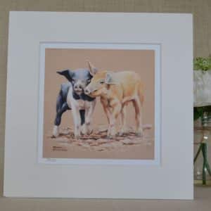 Two piglets, one black and white, the other sandy enjoying a playful tussle. Art print in a pale, square mount 12x12 inches