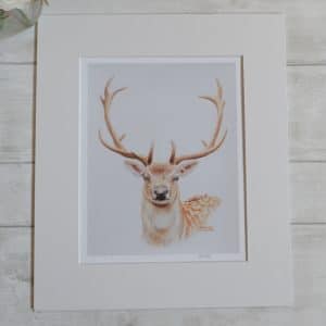 Fallow stag with antlers art print. In a pale 12x14 inch mount.